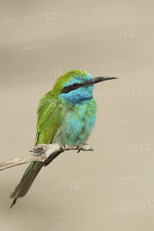Green Bee-eater (Merops orientalis), Oman