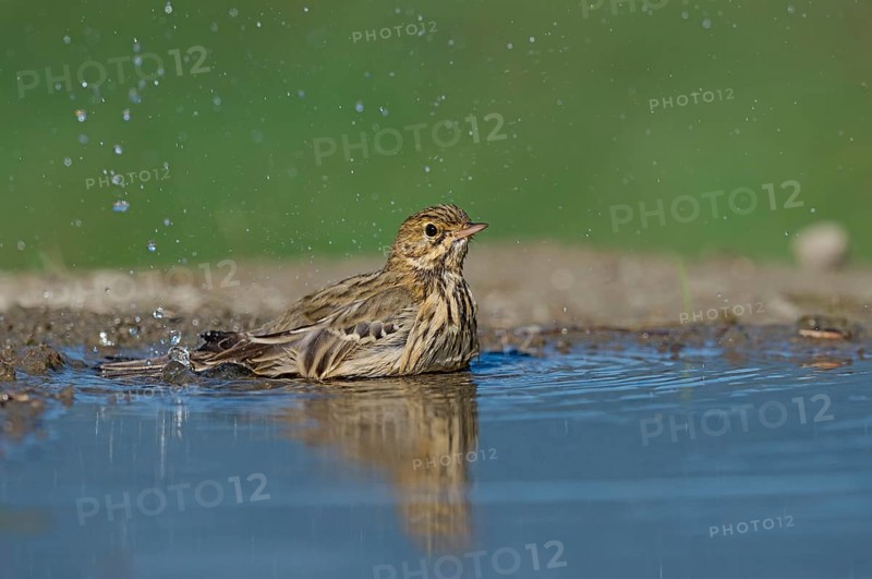 Tree Pipit (Anthus trivialis) bathing at a waterhole, Aosta Valley, Italy