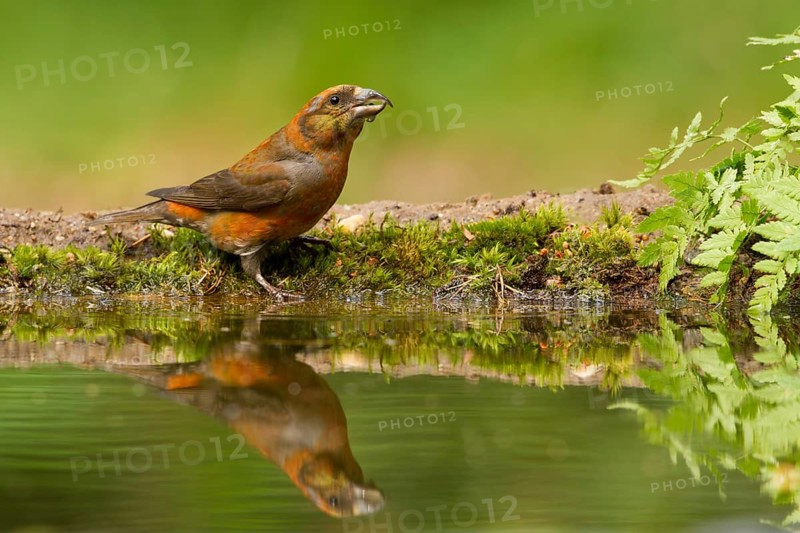 Red Crossbill (Loxia curvirostra) male, Utrecht, Netherlands