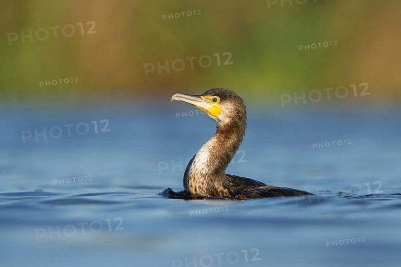 Great Cormorant (Phalacrocorax carbo), Utrecht, Netherlands