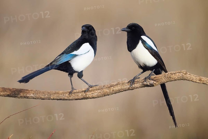 Two magpies, notable for their bold black and white plumage and iridescent blue wing patches, are captured gracefully perched on a branch, contrasting against a soft, blurred background in the Iberian Peninsula