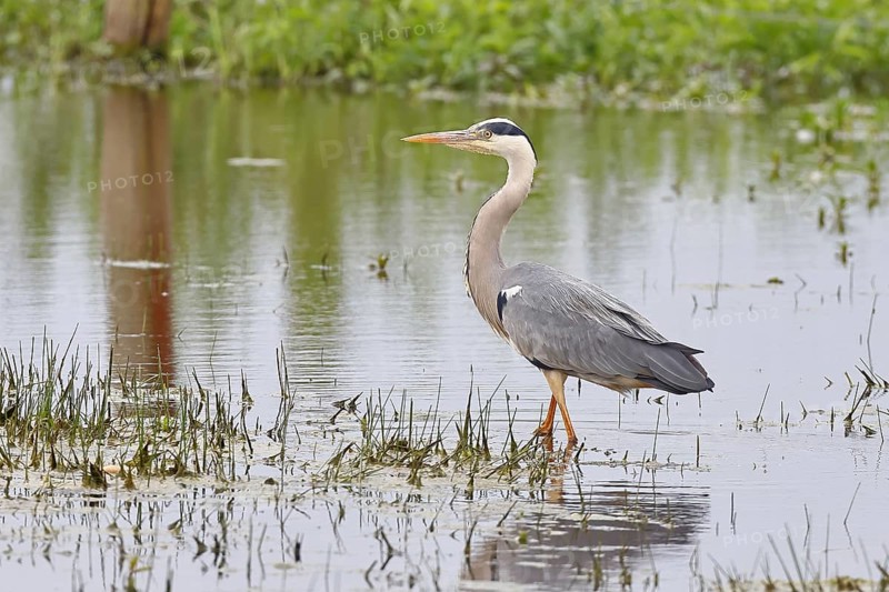Grey heron (Ardea cinerea), standing in the shallow water of a moor, Ochsenmoor, Dümmer See, Hüde, Lower Saxony, Germany