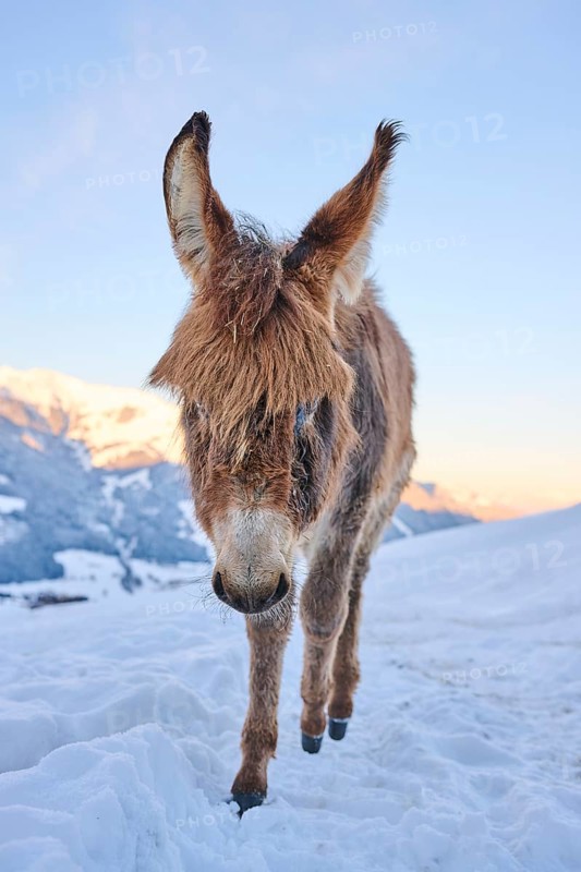 Domestic donkey (Equus asinus asinus) on a snowy meadow in the mountains in tirol at sunrise, Kitzbühel, Wildpark Aurach, Austria