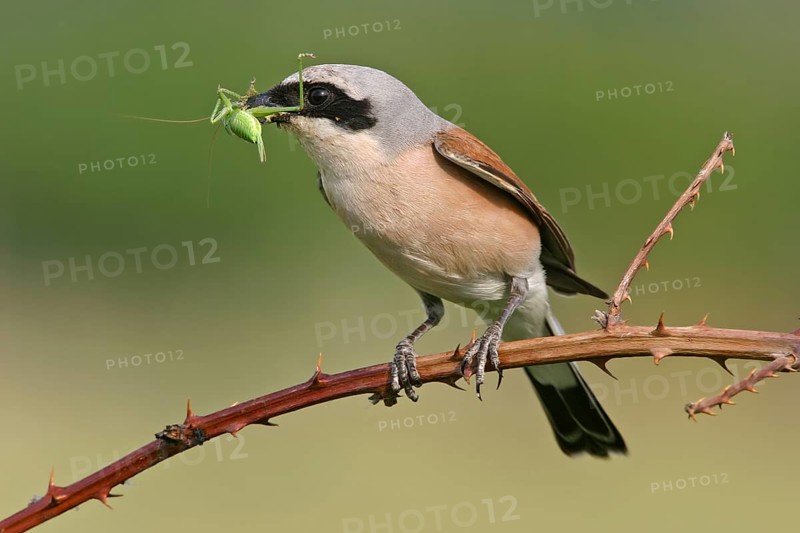 Red-backed shrike (Lanius collurio), Pie-griËche Ècorcheur, AlcaudÛn Dorsirrojo, Spider, spider, Kreis Bad Dürkheim, Hockenheim, Baden-W¸rttemberg, Germany