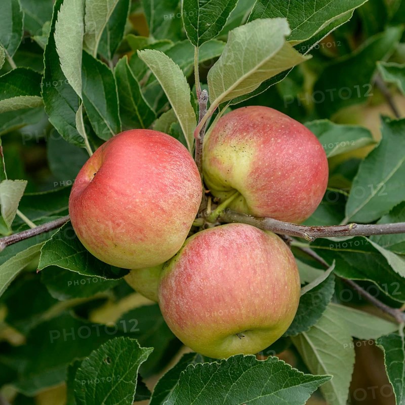 Apple (Malus domestica 'Pilana'),  Germany