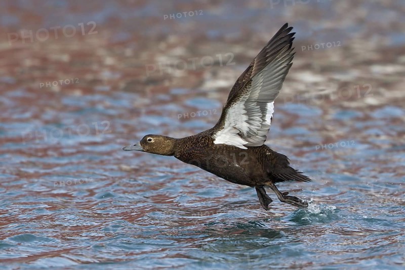 Steller's Eider (Polysticta stelleri) female flying, Varanger, Norway