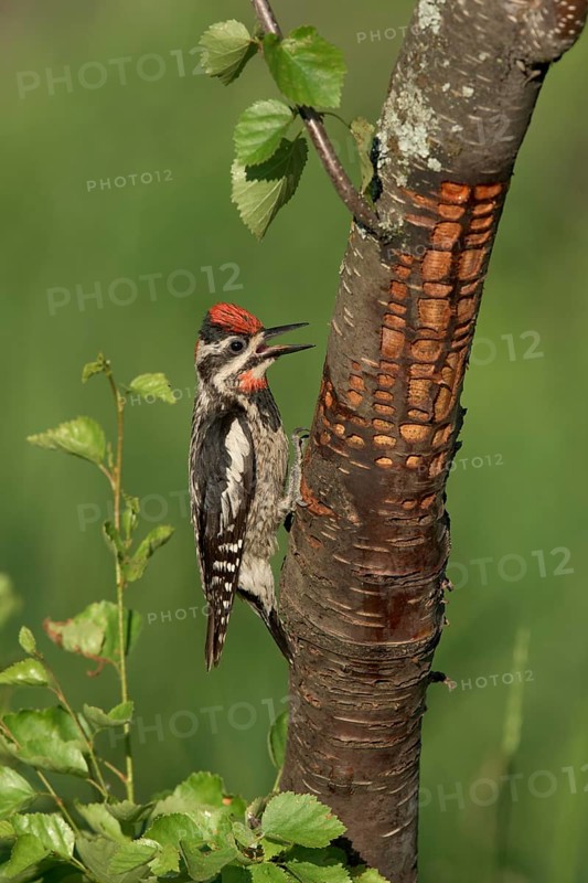 Red-naped Sapsucker (Sphyrapicus nuchalis) female perched on tree trunk, British Columbia, Canada