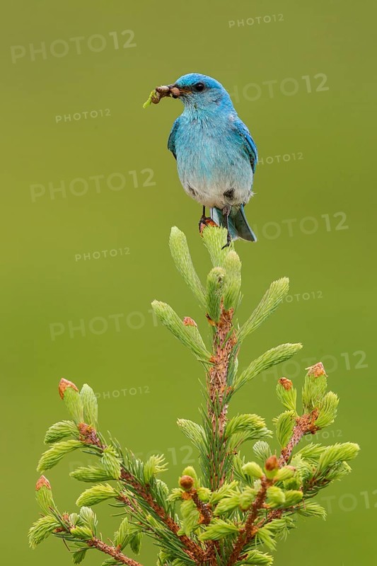 Mountain Bluebird (Sialia currucoides) male with feed in its beak, British Columbia, Canada