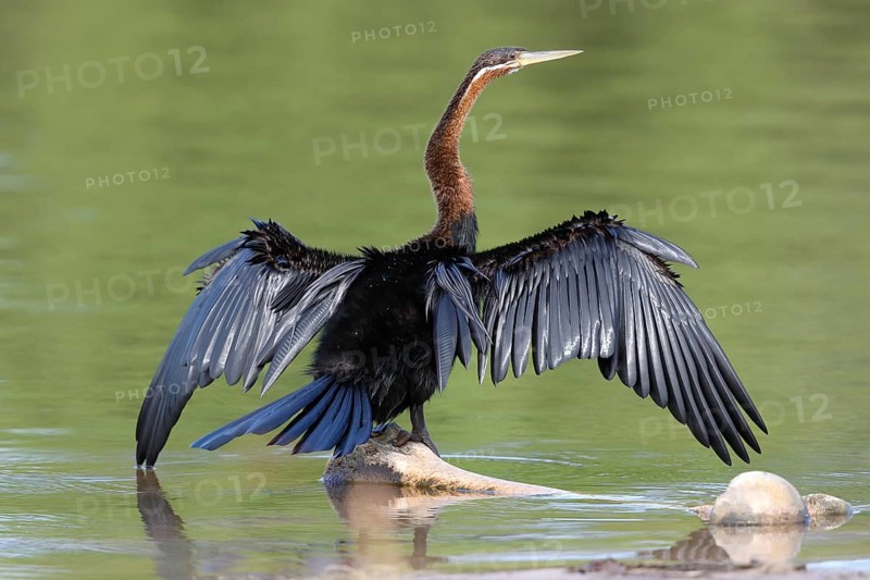 African Darter (Anhinga rufa), Okavango-Delta, Botswana