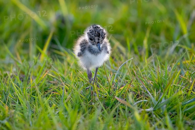 A lapwing chick (Vanellus vanellus) in down plumage in the tall grass runs curiously through a wet meadow, peaceful and natural scene, Dümmer nature park Park, Lower Saxony, Germany