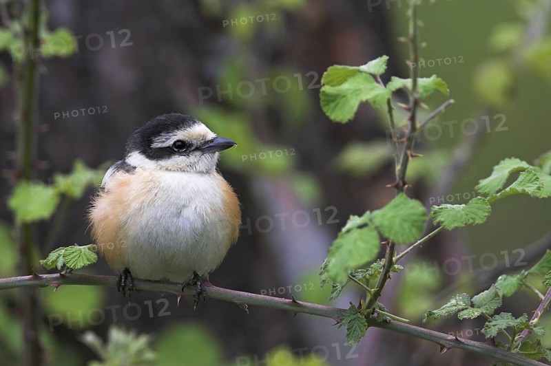 Masked Shrike (Lanius nubicus), Lesvos, Greece