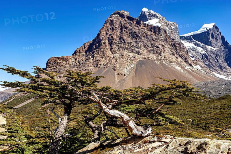A sturdy tree winds in front of an impressive mountain landscape, The landscape of the Torres del Paine National Park in Patagonia Chile
