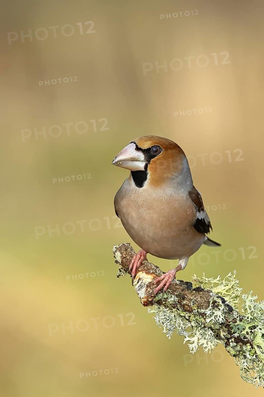 Hawfinch (Coccothraustes coccothraustes), male, sitting on a branch overgrown with reindeer lichen (Cladonia rangiferina), North Rhine-Westphalia, Germany