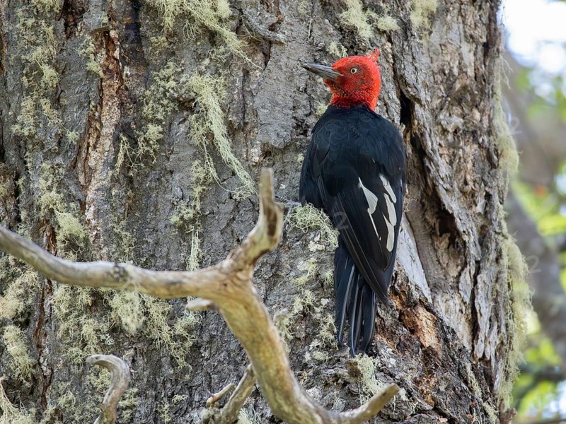 Male Magellanic Woodpecker (Campephilus magellanicus) on a tree trunk, seen in Nahuel Huapi National Park, Bariloche, Patagonia, Argentina