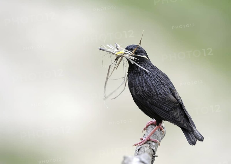 Spotless Starling (Sturnus unicolor), Extremadura, Spain