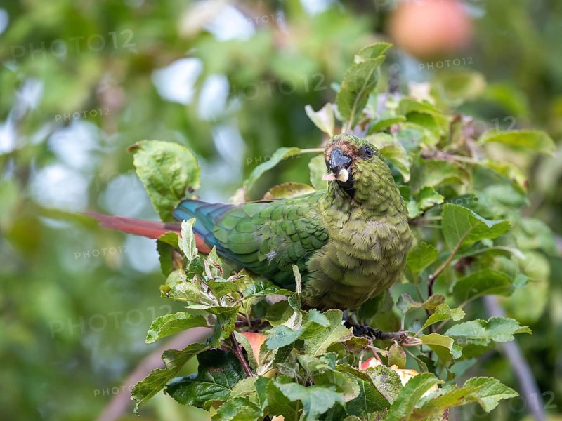 Free-living Emerald Parakeet (Enicognathus ferrugineus) eating an apple, seen in Nahuel Huapi National Park, Bariloche, Patagonia, Argentina