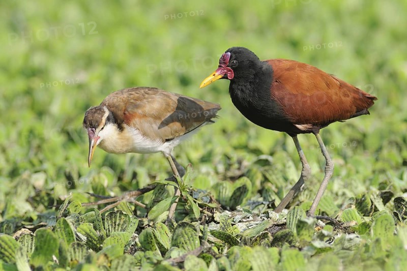 Wattled Jacana (Jacana jacana) juvenile, Pantanal, Brazil