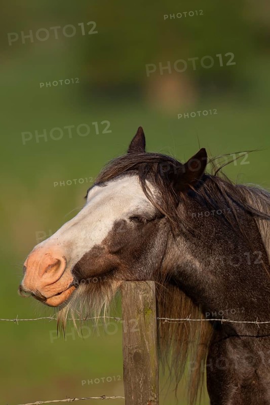 Horse or pony (Equus caballus) adult animal sleeping while resting its head on a fence post, England, United Kingdom