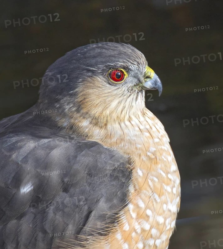 Sharp-shinned Hawk (Accipiter striatus), Saskatchewan, Canada