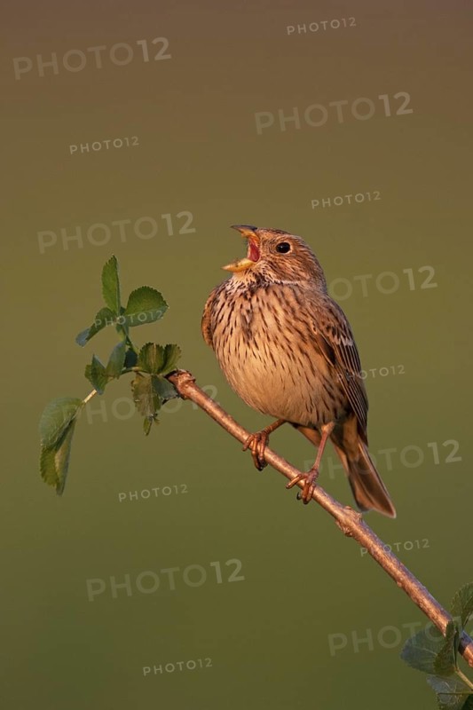 Corn Bunting (Emberiza calandra) singing, Lake Neusiedl, Austria