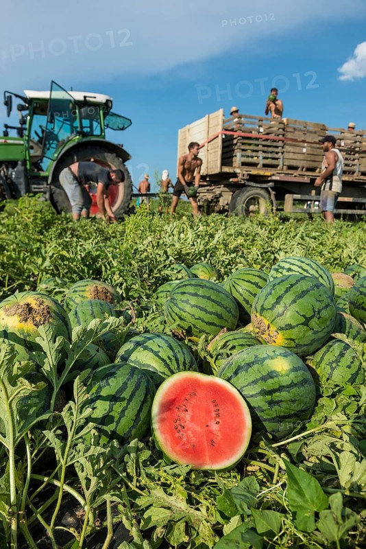 Melons, harvest, watermelon, near Bad Krozingen, Markgräflerland, Breisgau, Black Forest, Germany
