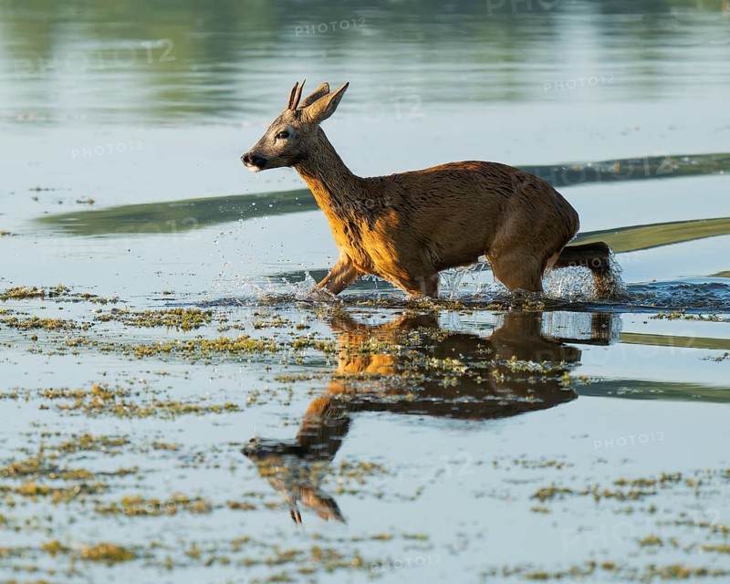 Roe deer (Capreolus capreolus), young roe buck running through the shallow water zone of a lake, warm morning light, wildlife, Lower Saxony, Germany