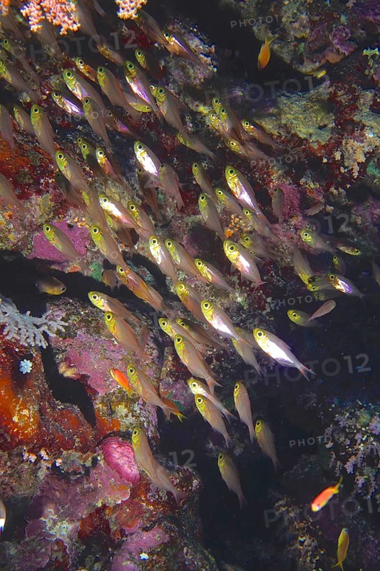 Red Sea glassfish (Parapriacanthus guentheri)