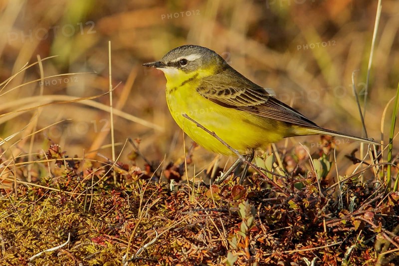 Eastern Yellow Wagtail (Motacilla tschutschensis) perched on the tundra in Nome, Alaska