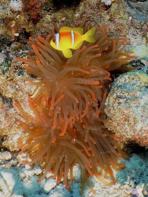 Bubble anemone (Entacmaea quadricolor)