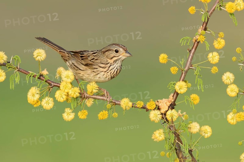 Lincoln's Sparrow (Melospiza lincolnii) perched on a flowering twig, Texas, USA