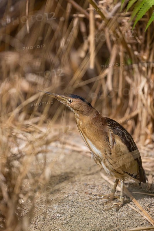 One little bittern or common little bittern (Ixobrychus minutus) hiding in reed grass, watching for food