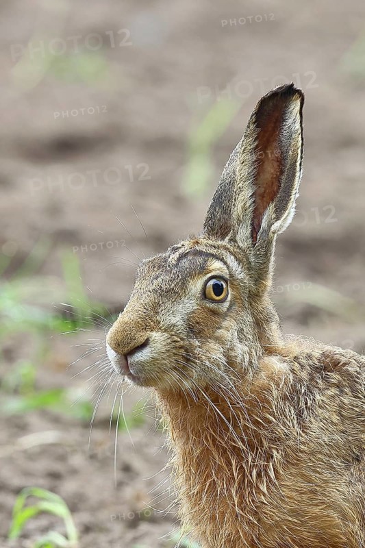 European hare (Lepus europaeus) sitting in a field, animal portrait, North Rhine-Westphalia, Germany
