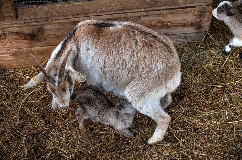 Goat lamb (Capra aegagrus hircus) suckling with its mother, Untertrubach, Upper Franconia, Bavaria, Germany