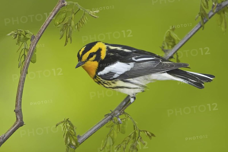 Blackburnian Warbler (Setophaga fusca) male, Ontario, Canada