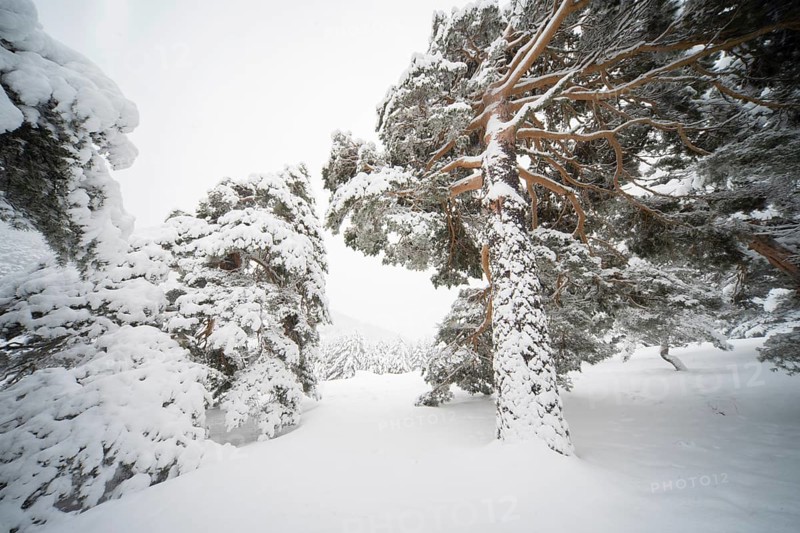 Winter transforms Guadarrama National Park in Spain, blanketing Aleppo pines in snow. The serene, snowy landscape showcases nature's tranquil beauty and pristine wilderness