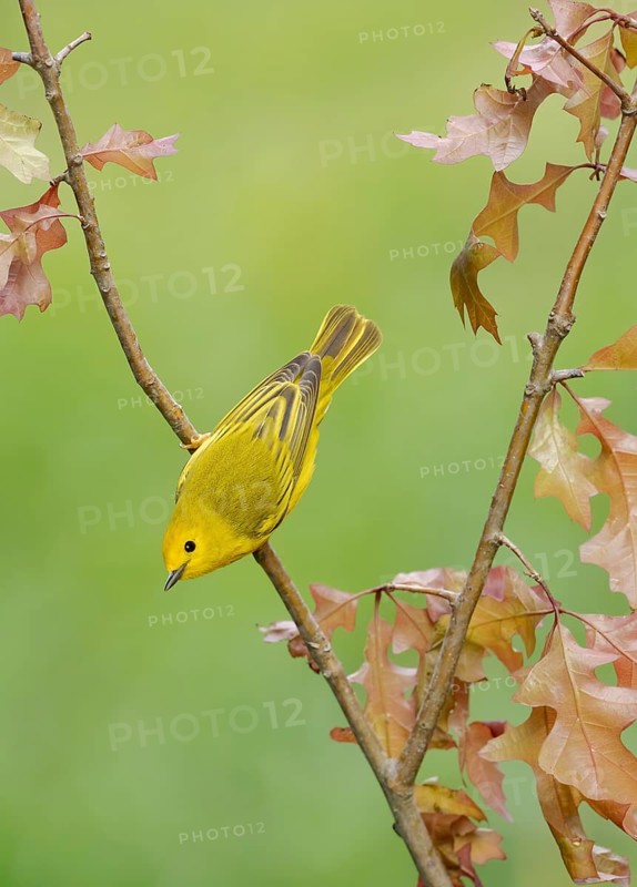 American Yellow Warbler (Setophaga aestiva) perched on a branch, Texas, USA
