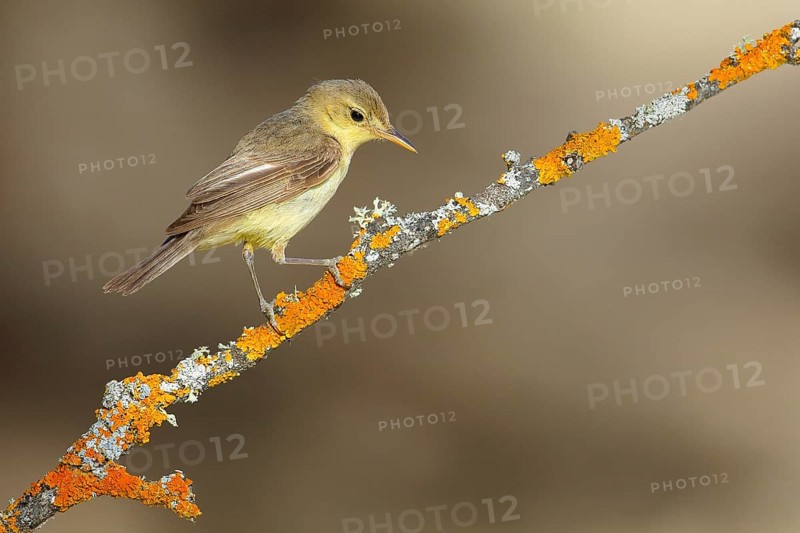 Melodious Warbler (Hippolais polyglotta) juvenile perched on lichen branch, Andalusia, Spain