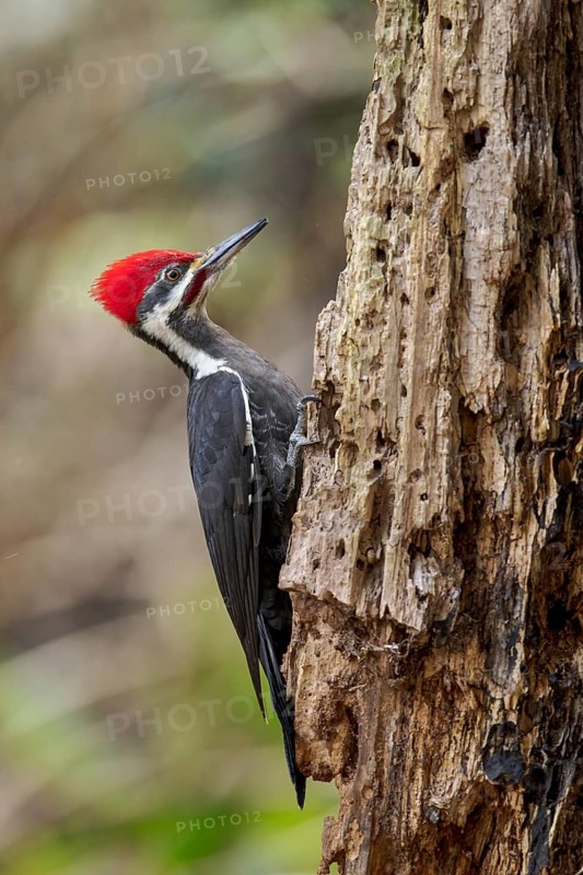 Pileated Woodpecker (Dryocopus pileatus) perched on a tree trunk near Victoria, BC, Canada