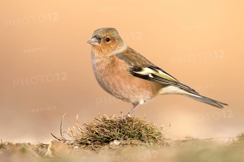 Common Chaffinch (Fringilla coelebs) male perched on the ground, Aragon, Spain