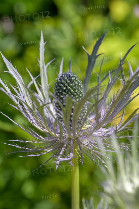 Umbelliferae (Eryngium zabeli), Botanical Garden Jardin du Lautaret, Villar-d'Arêne, Département Hautes-Alpes, France