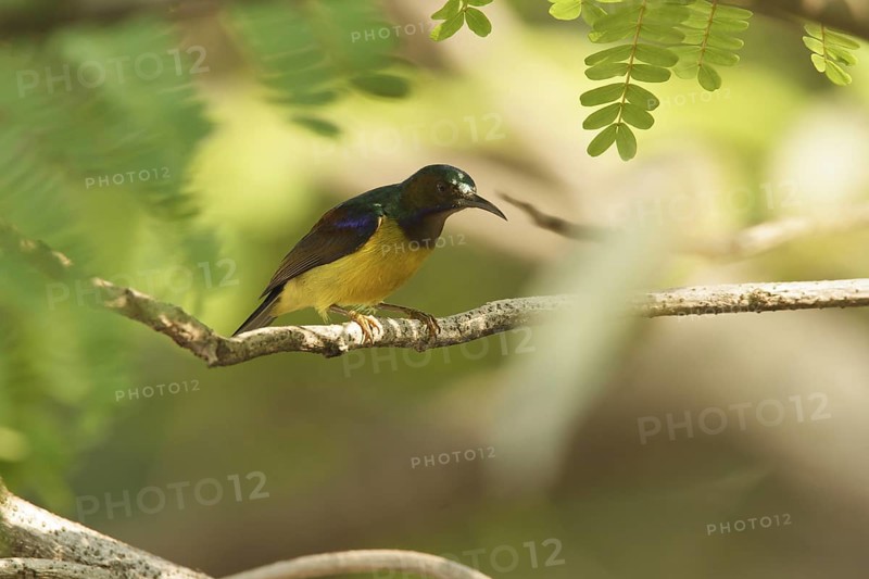 Brown-throated Sunbird (Anthreptes malacensis) male, Thailand