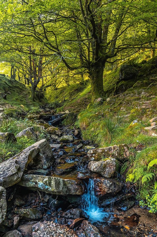 River in the beech forest on the path up to Monte Adarra in Urnieta, near San Sebastian. Gipuzkoa, Basque Country