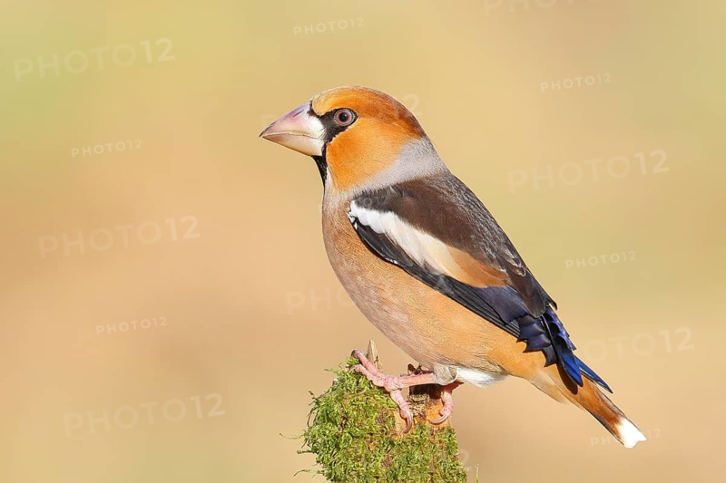 Hawfinch (Coccothraustes coccothraustes), male sitting attentively on a branch covered with moss, wildlife, winter, winter dress, feeding place, finch bird, finches, with light-coloured beak, Siegerland, North Rhine-Westphalia, Germany