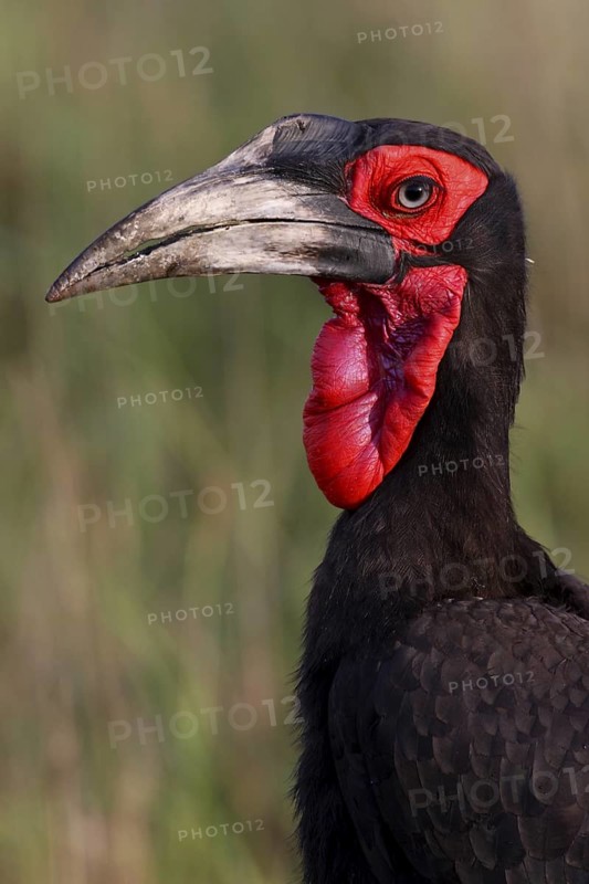 Southern Ground Hornbill (Bucorvus leadbeateri), Masai Mara, Kenya