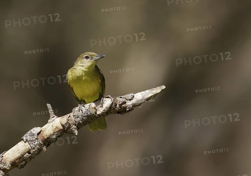 Yellow-bellied Greenbul (Chlorocichla flaviventris), Chobe, Botswana