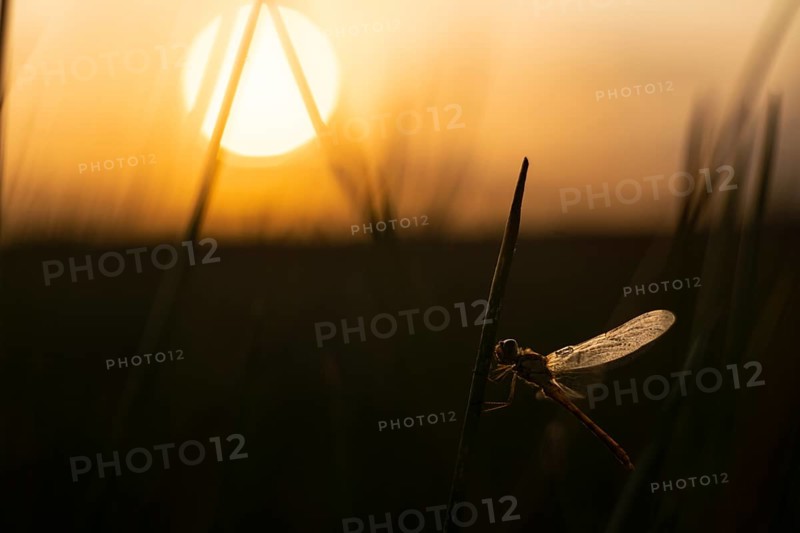 A dragonfly rests on a reed in the wetlands during a warm, golden sunset. The serene vista captures the natural beauty of puebla de belenaâ€™s lagoons in Guadalajara