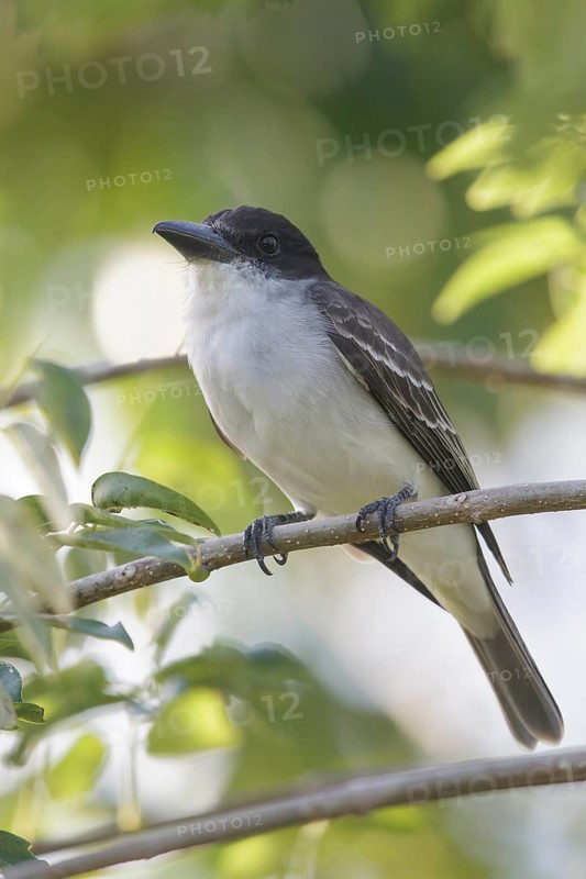 Giant Kingbird (Tyrannus cubensis) perched on a branch in Cuba