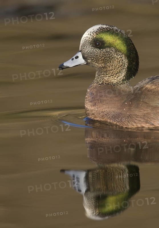American Wigeon (Mareca americana) male, Arizona, USA