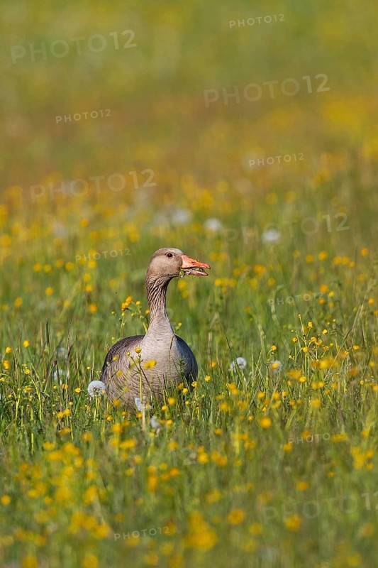 Greylag Goose (Anser anser), Baden-Wuerttemberg, Germany