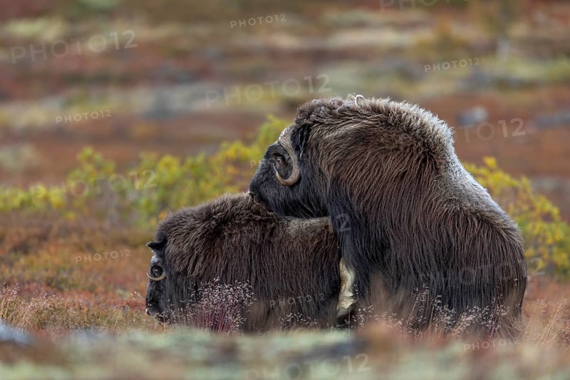 Mating musk oxen (Ovibos moschatus) in the autumn-coloured tundra, reproduction, autumn, autumn landscape, Ruska, tundra landscape, September, Norway